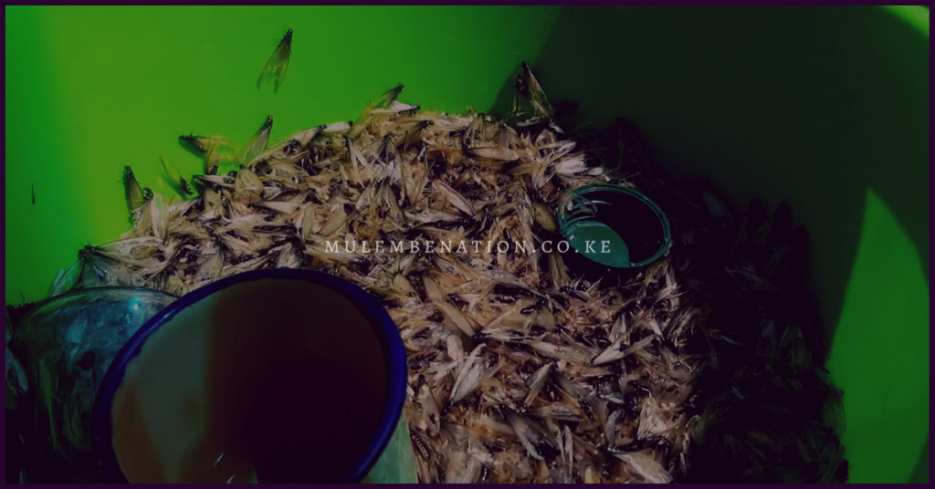 live termites on sale as food in kamukuywa market in western kenya