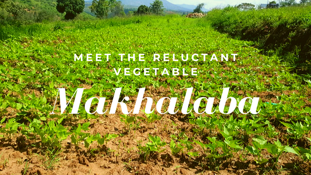 picture of a crop of bean plant