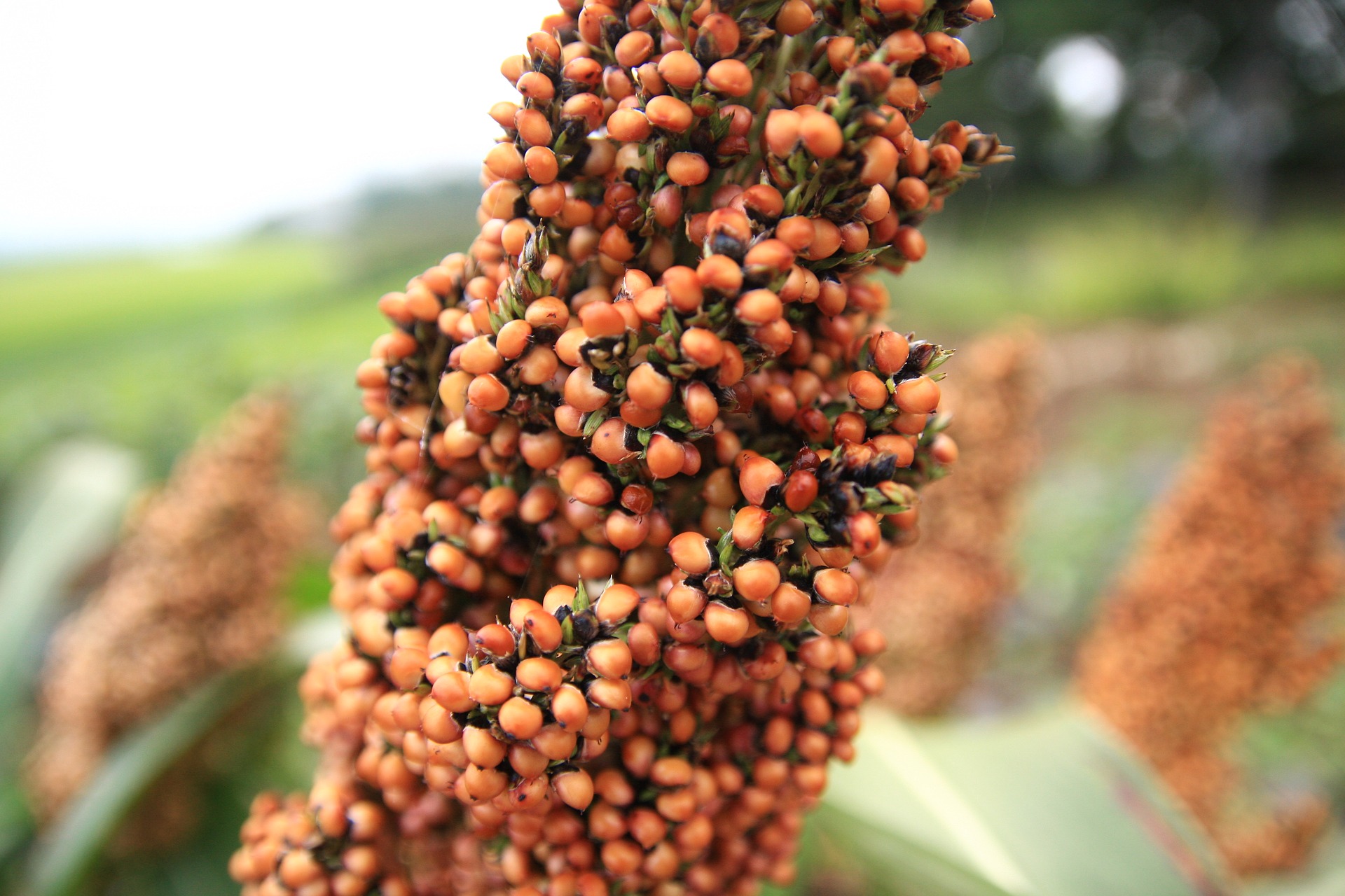 head of red sorghum