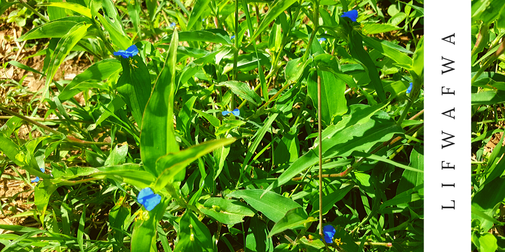 closeup image of linyolonyolo or lifwafwa plant that has many uses among the Luhya of Kenya