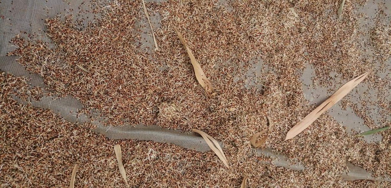 sundrying limela on a black sheet made of plastic