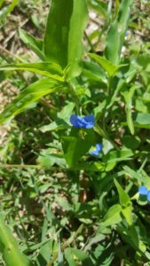 lifwafwa or linyoronyoro a  traditional vegetable that grows wild
