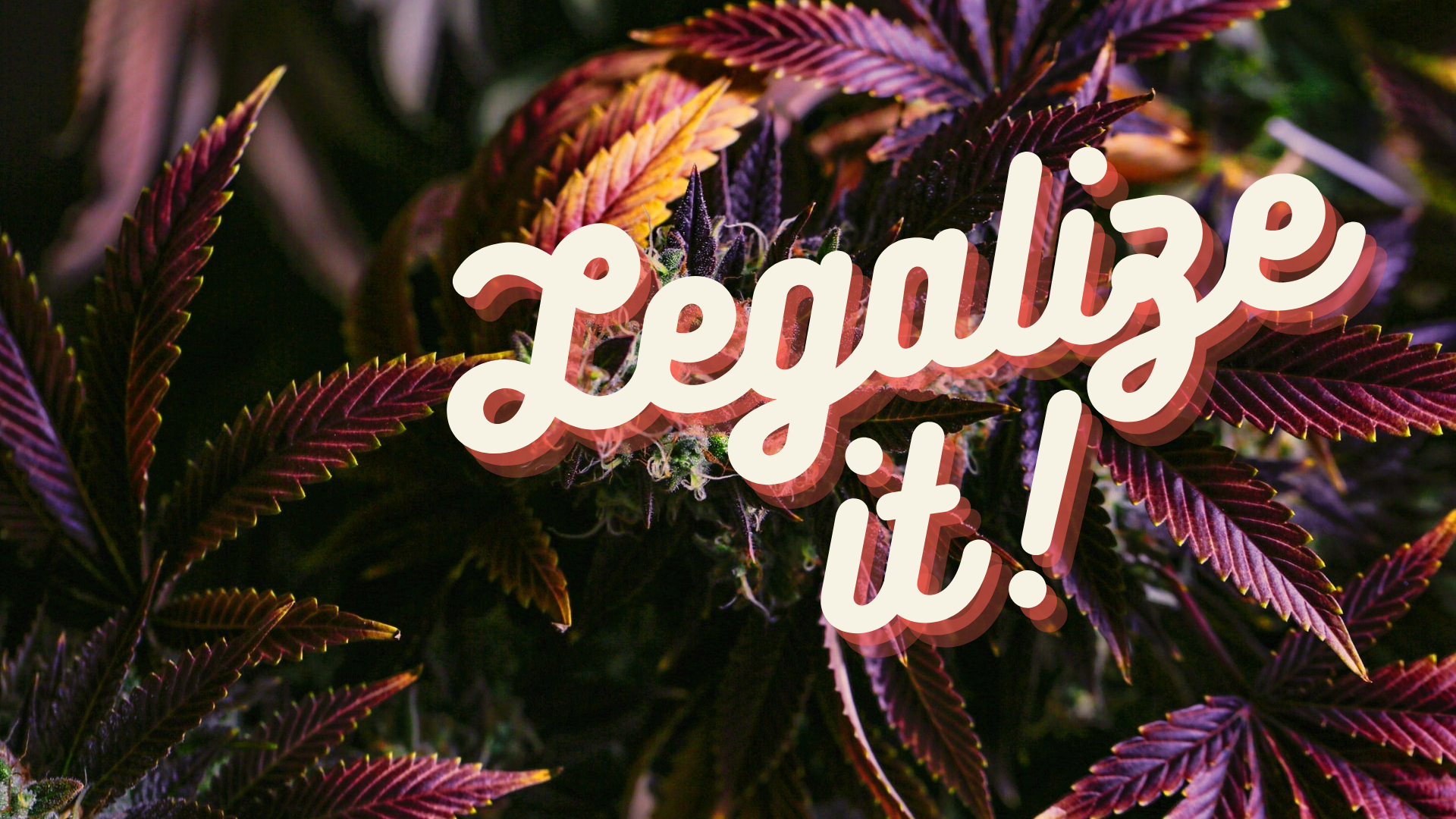 high definition color image of a purple marijuana bud with the words 'legalize it' written in curly thick font across its face