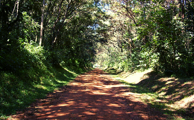 tree canopied dirt road in kakamega forest western kenya