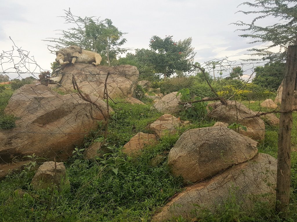 lion sculpture atop a rock outcrop at Sarasa Cottages and Campsite Bungoma