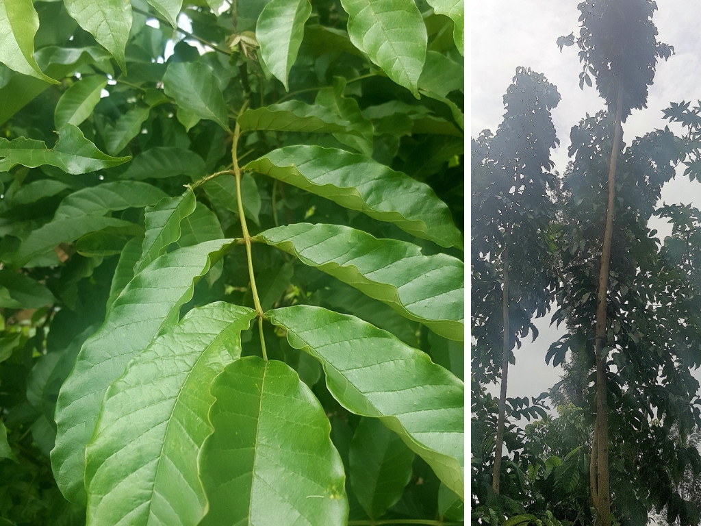 image of the kumusola/ uluwovu/ olusiola tree commonly known as the nile tulip tree and it's cultural value in luhya