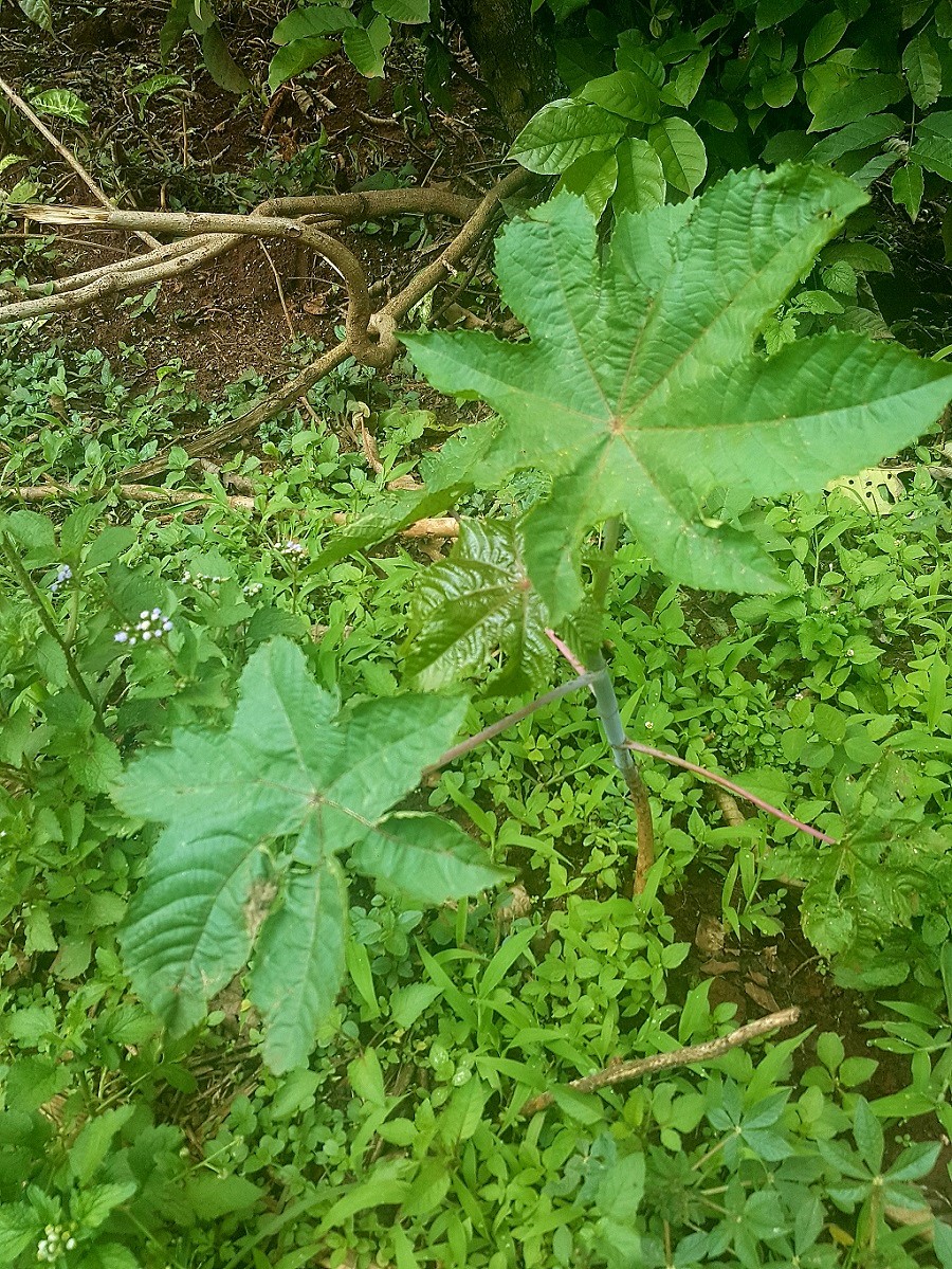 Image of a tiny Libono or Livono tree. It is a tree wit cultural significance among the luhya