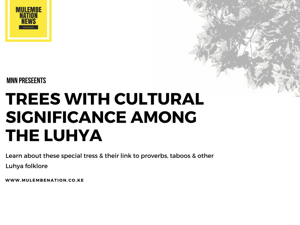 Trees with cultural significance among the Luhya - Learn about these special trees & their link to proverbs, taboos & other Luhya folklore
