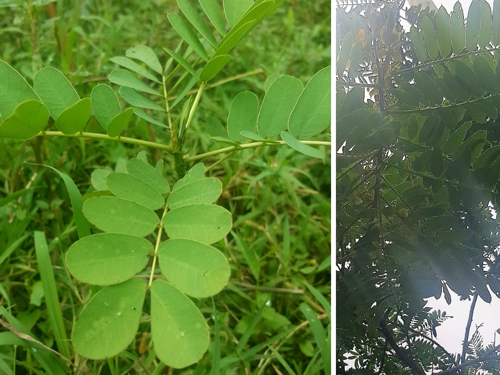 image of kumwimbwi scientifically known as senna petersiana a tree with cultural significance among the luhya