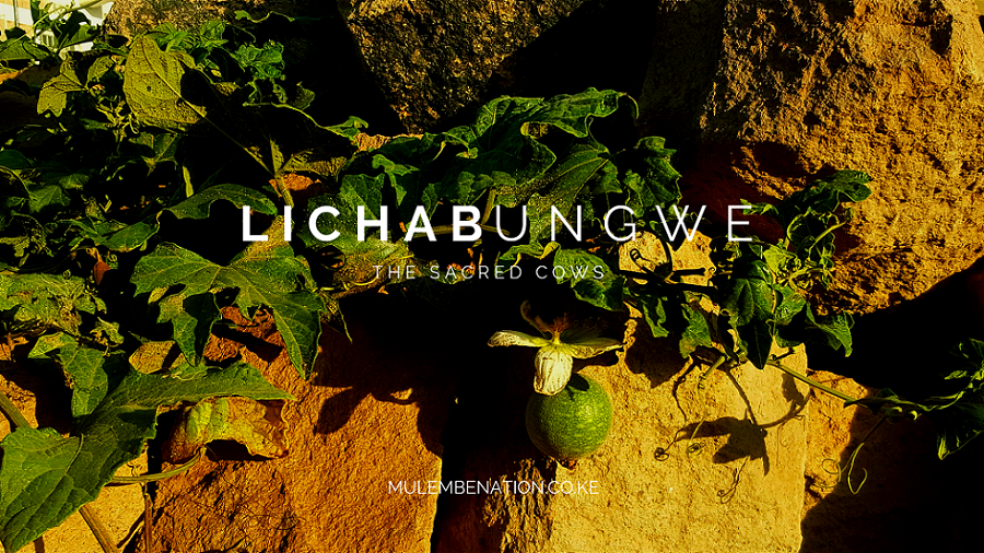 poster image with picture of pumpkin like fruit lichabungwe the subject of the bukusu proverb on sacred cows