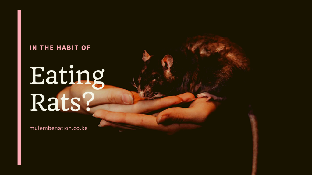 poster: Are you in th ehabit of eating rats?