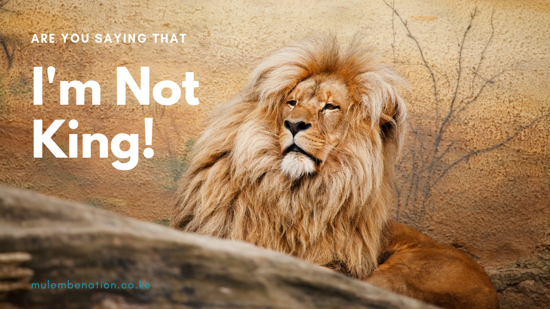 poster image featuring a male lion to contrast the topic : How luhya myths on infidelity castrate patriachy