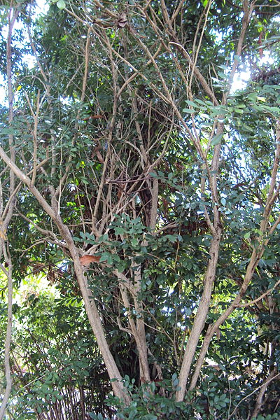 kumufutu tree
