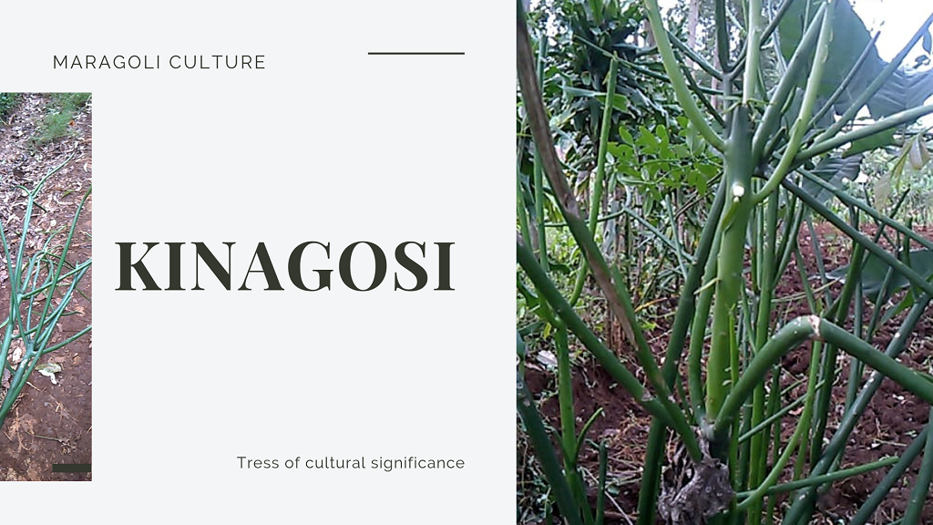 poster with blog post title and kinagosi images