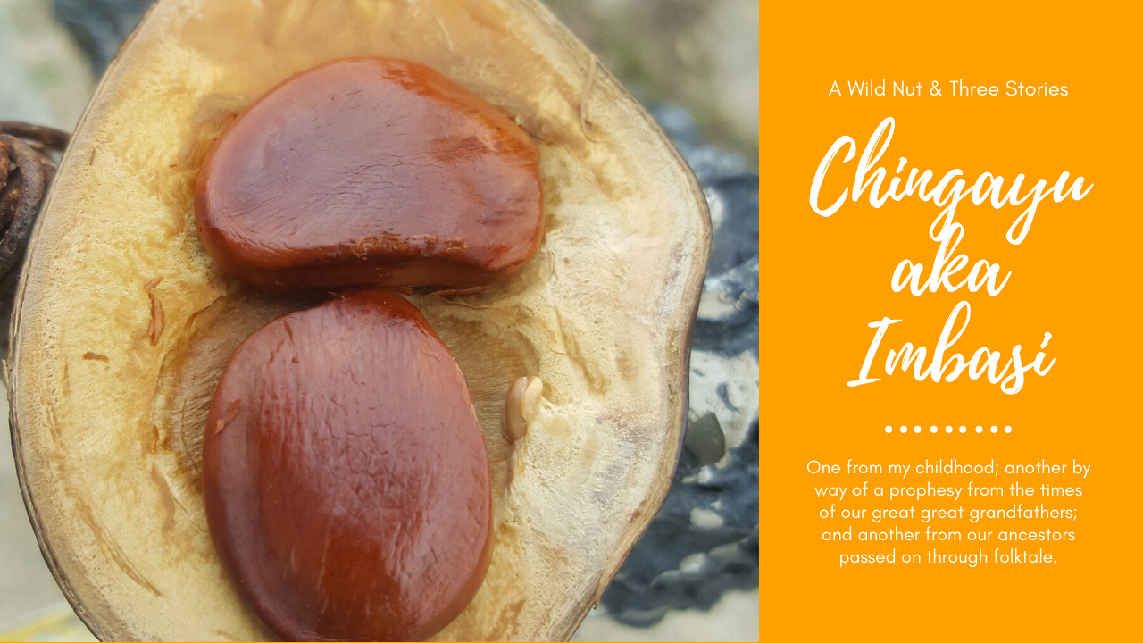 poster featuring image of chingayu also known as imbasi with the articles introductory paragraph