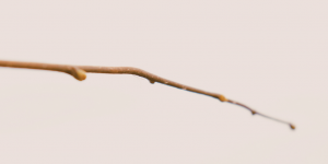 twig or stick if it had been from palm tree it would have been known as lukhendu