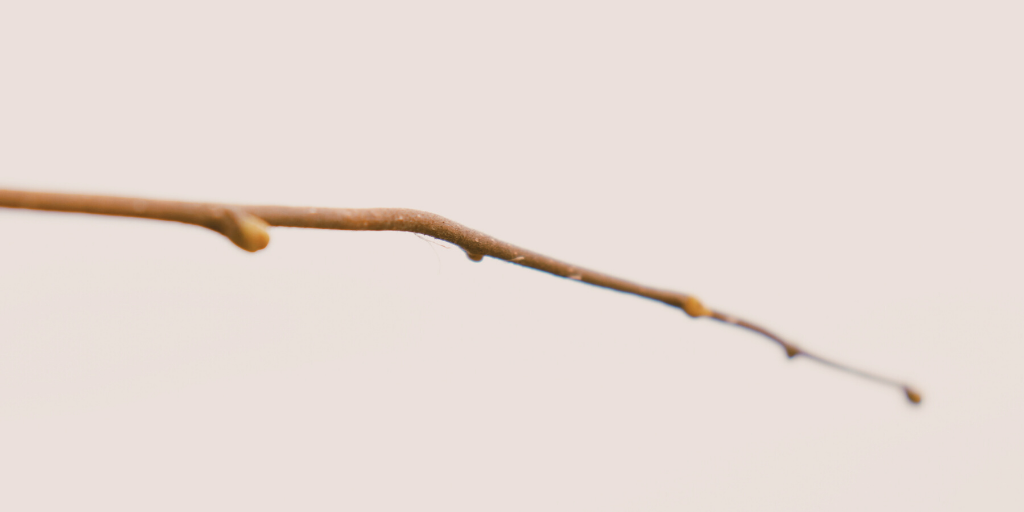 twig or stick if it had been from palm tree it would have been known as lukhendu