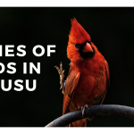 poster with image of perched orange bird titled names of birds in Bukusu