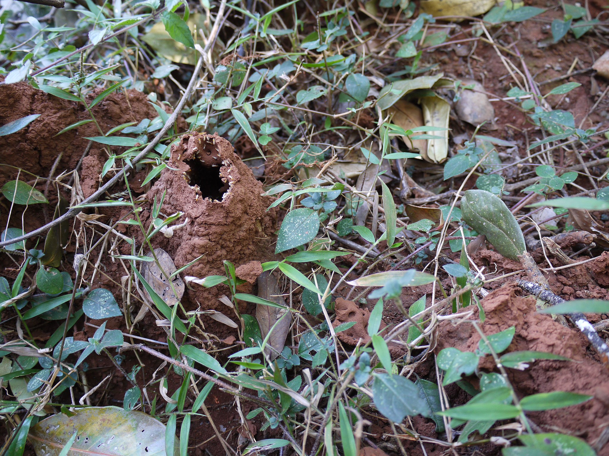 termite hills from where we'd harvest chiswa chikhupaka