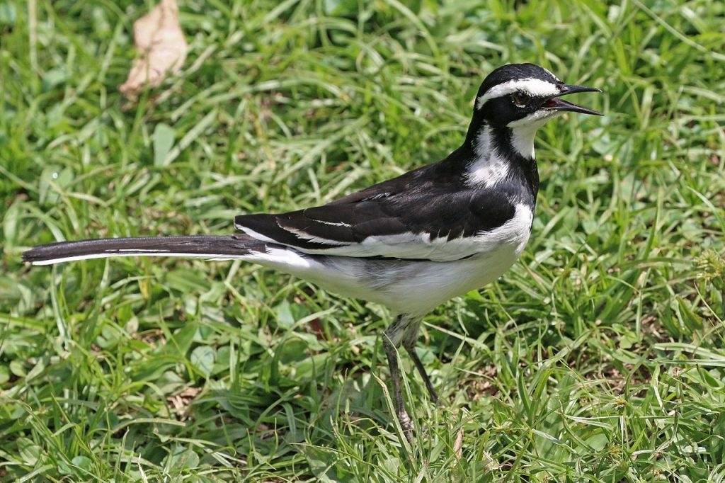 African wagtail bird, linyonyi, is known as nakholo in Bukusu language