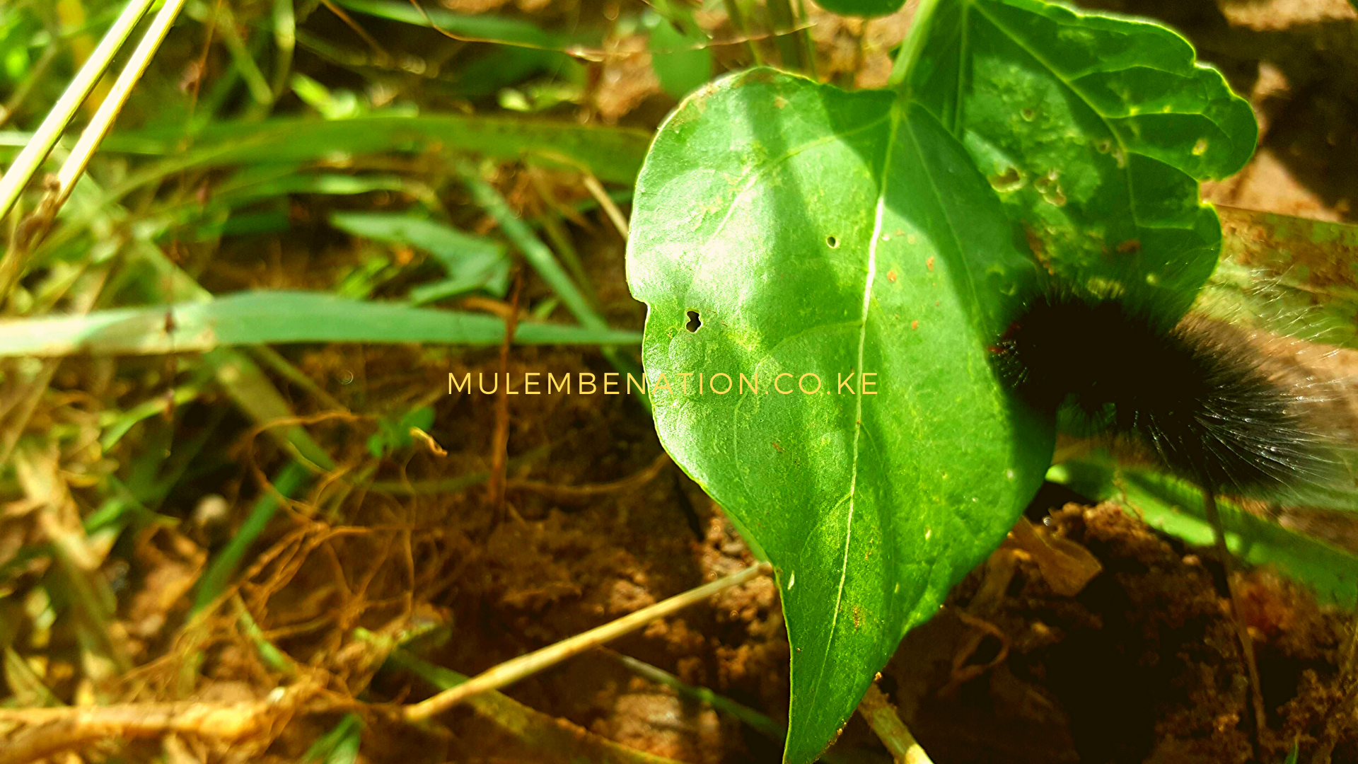 is this the  black hairy caterpillar that in Bukusu, is known as lisa nabafu?