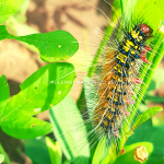 multicolored sparsely haired caterpillar known as lisa lilela bana among green forage