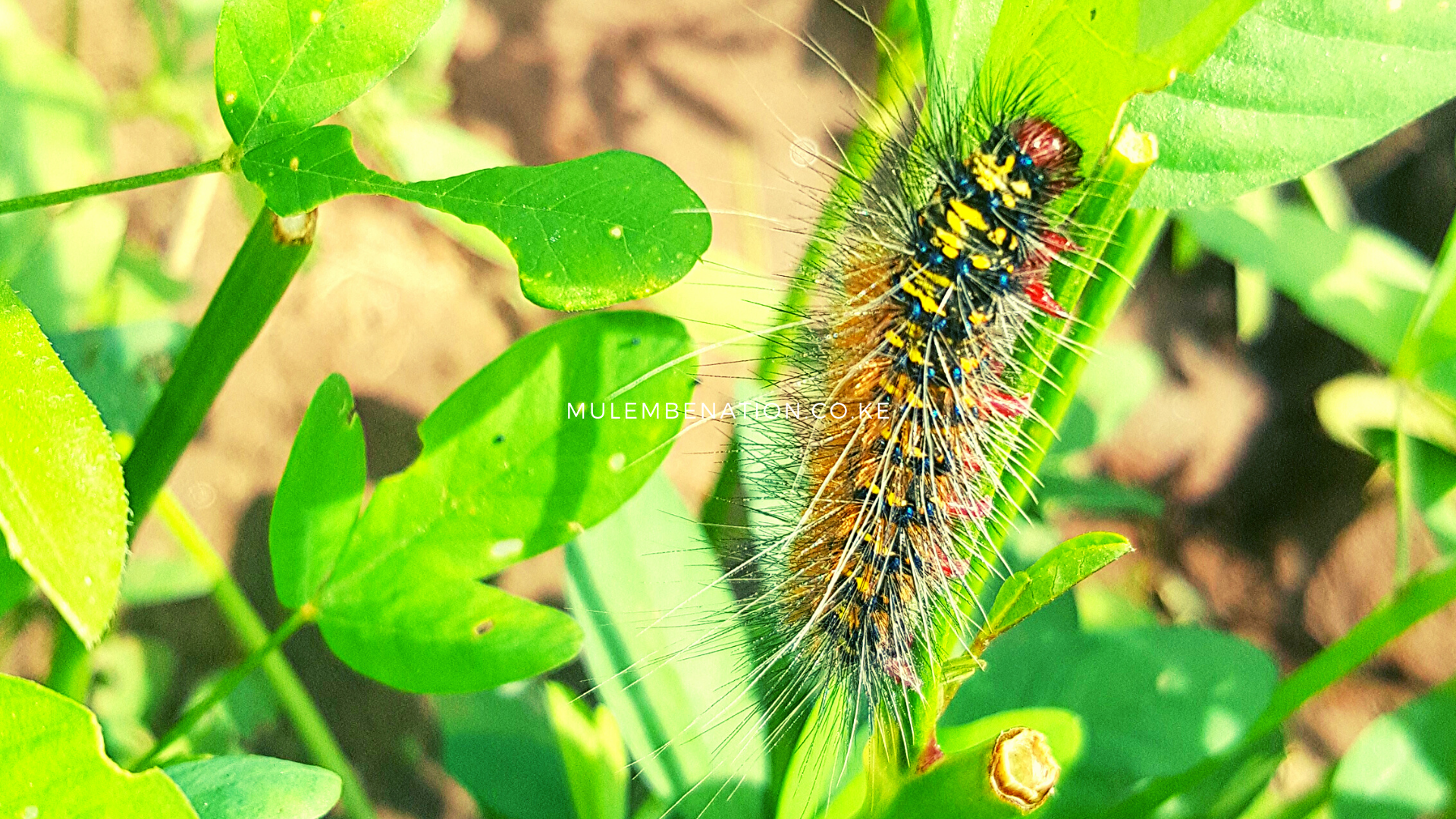 multicolored sparsely haired caterpillar known as lisa lilela bana among green forage