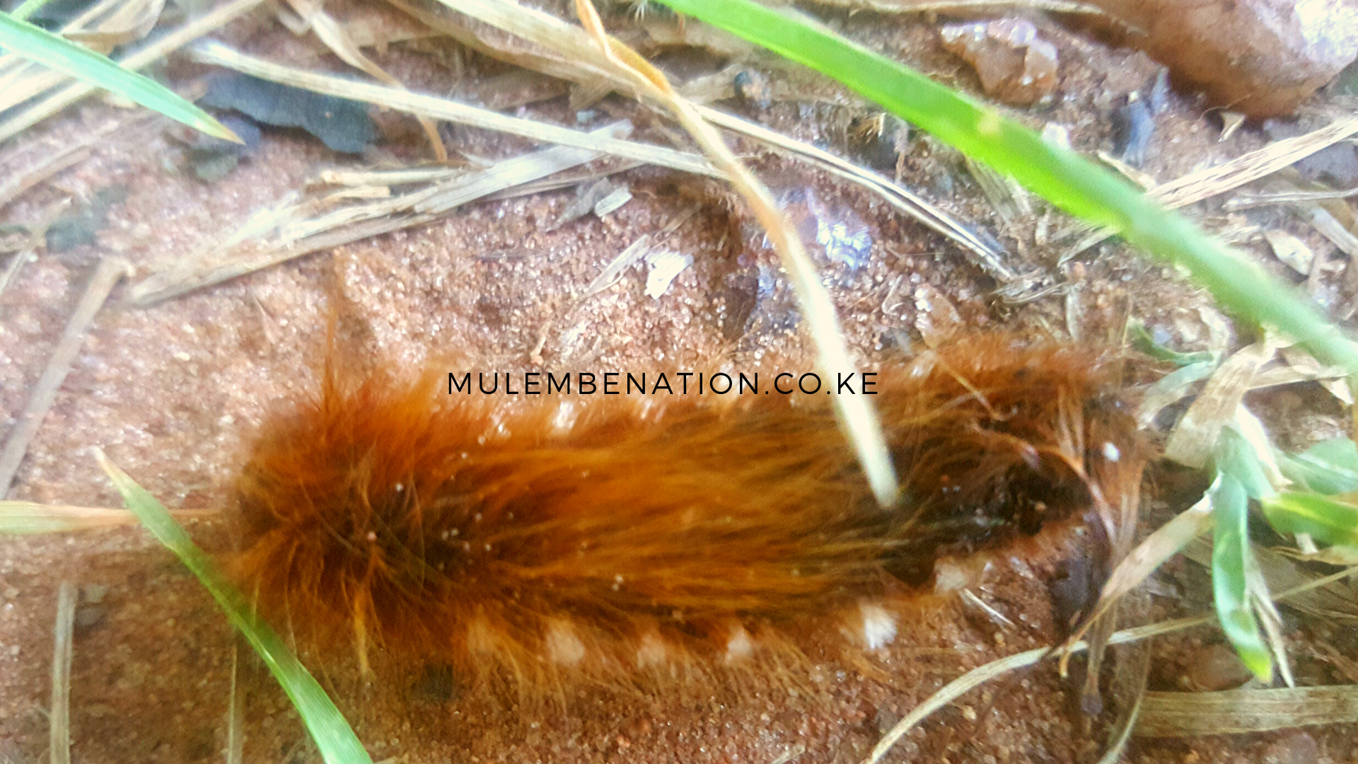 image of a brown caterpillar, lisa, that in Bukusu is known as  lisabulukhwe