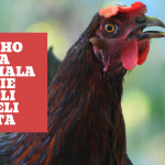 poster with image of chicken on the Bukusu proverb on self centeredness Engokho netima nekamala ke yasie euka eli yosi seli nako ta