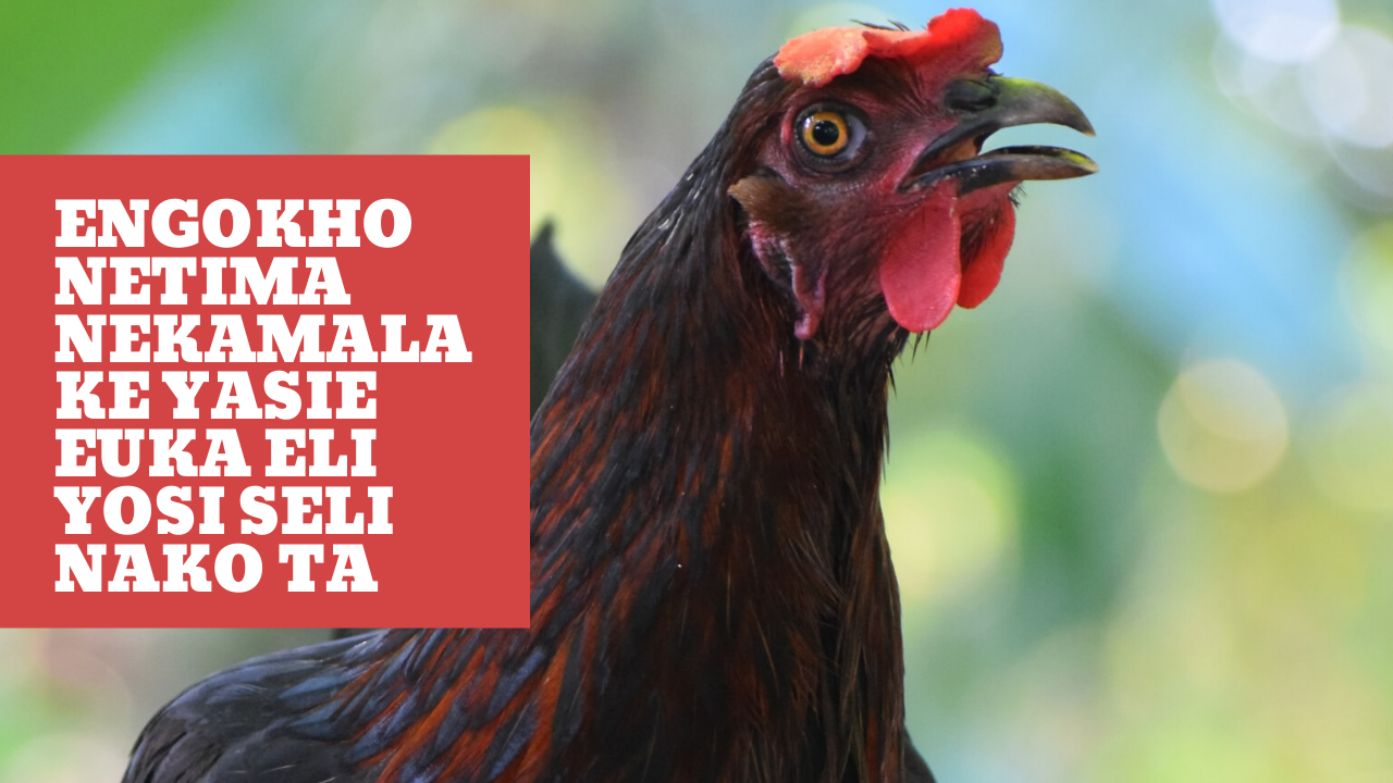 poster with image of chicken on the Bukusu proverb on self centeredness Engokho netima nekamala ke yasie euka eli yosi seli nako ta