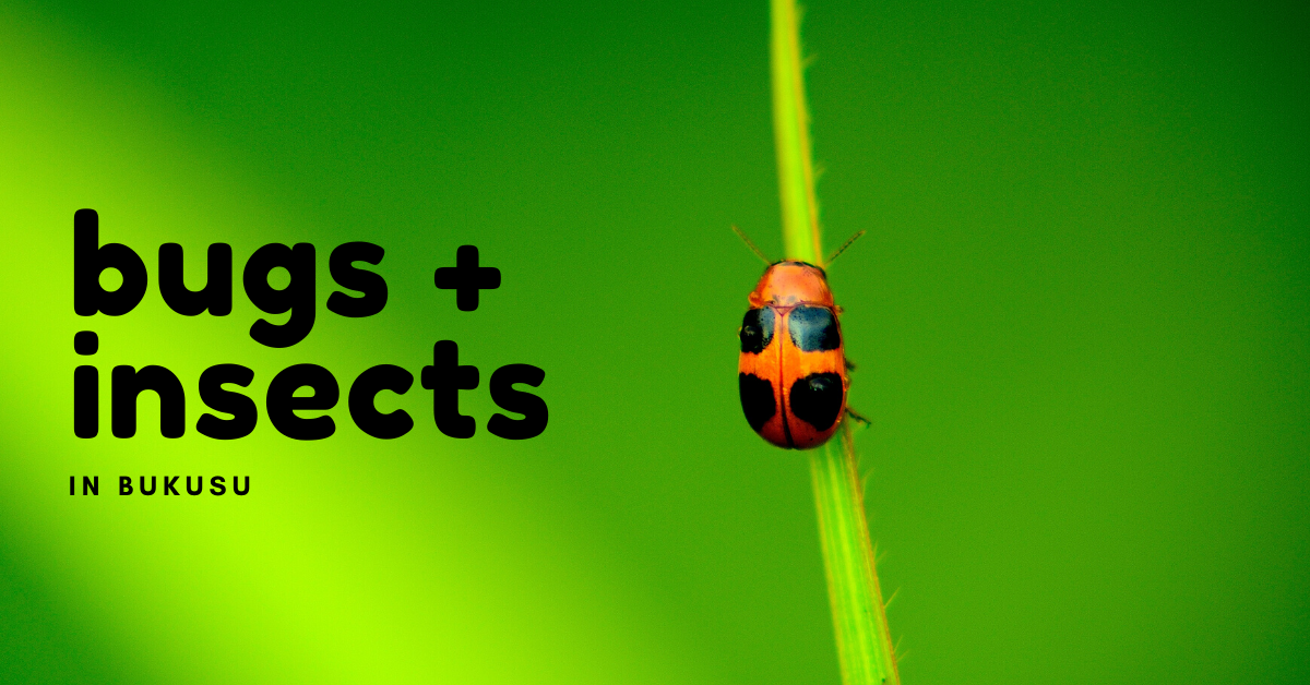 poster titled bugs + insects in Bukusu