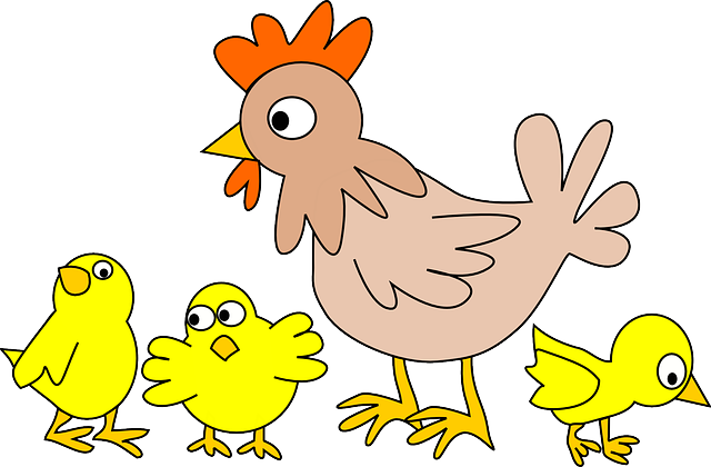 engoho and enyiwinywi chicken and chicks in Bukusu language