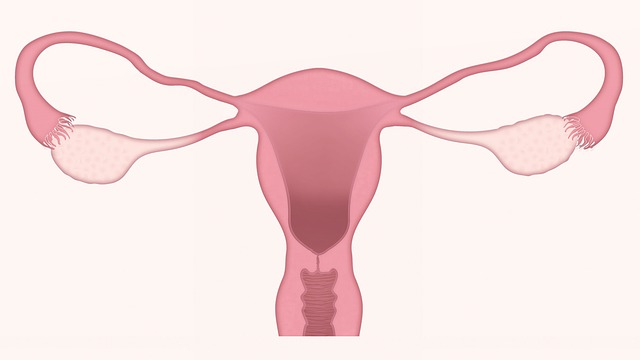 lisaye is uterus in Bukusu language- a drawing of the female reproductive system 