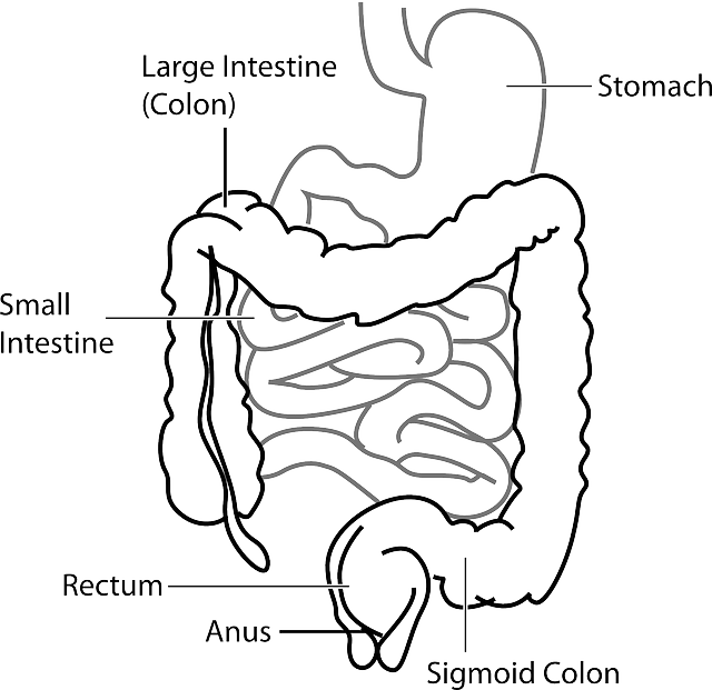 diagram of the gross anatomy of the human The digestive system - kamala is what you call intestines in bukusu language
