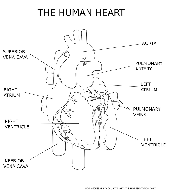 drawing showing the anatomy of the heart-kumoyo in bukusu language