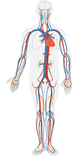 Anatomical drawing of the human circulatory system