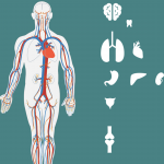 poster human body parts in bukusu with drawings of select parts of the human body