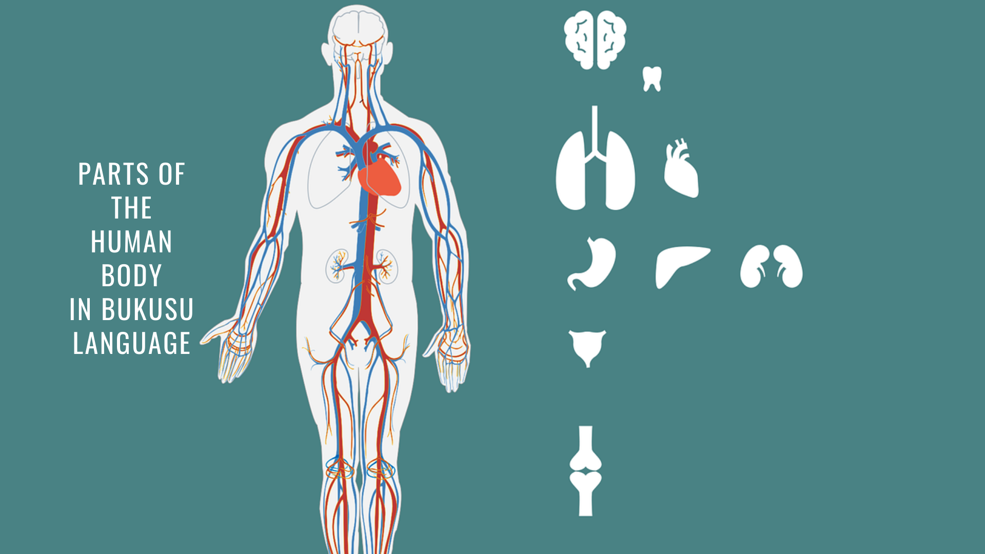 poster human body parts in bukusu with drawings of select parts of the human body