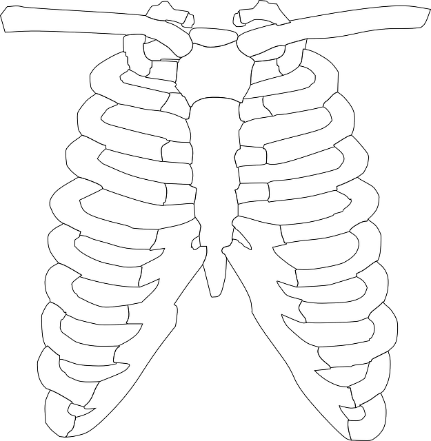 drawing of the rib cage - chimbafu in bukusu language