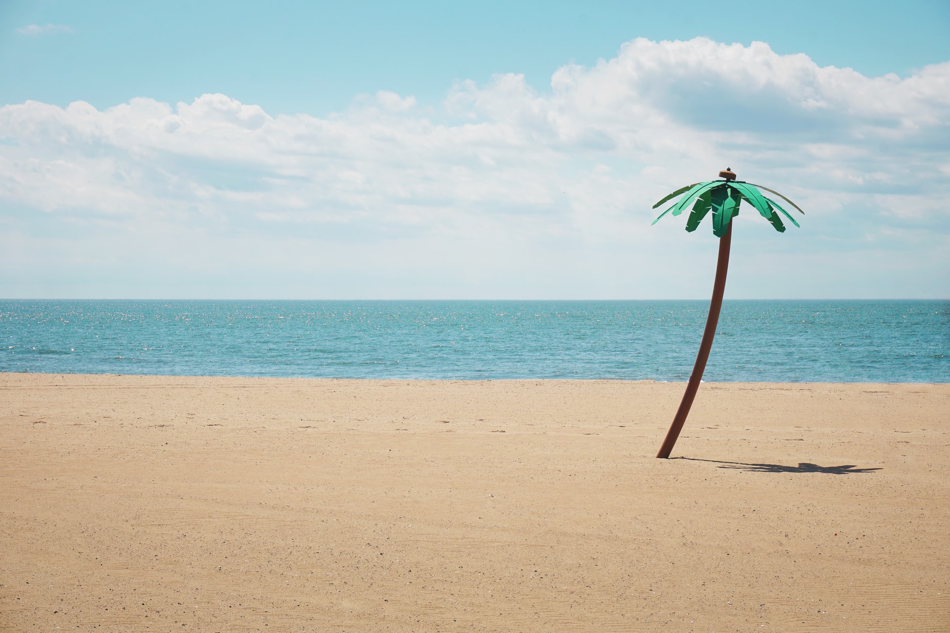 breezy beach with singular palm tree