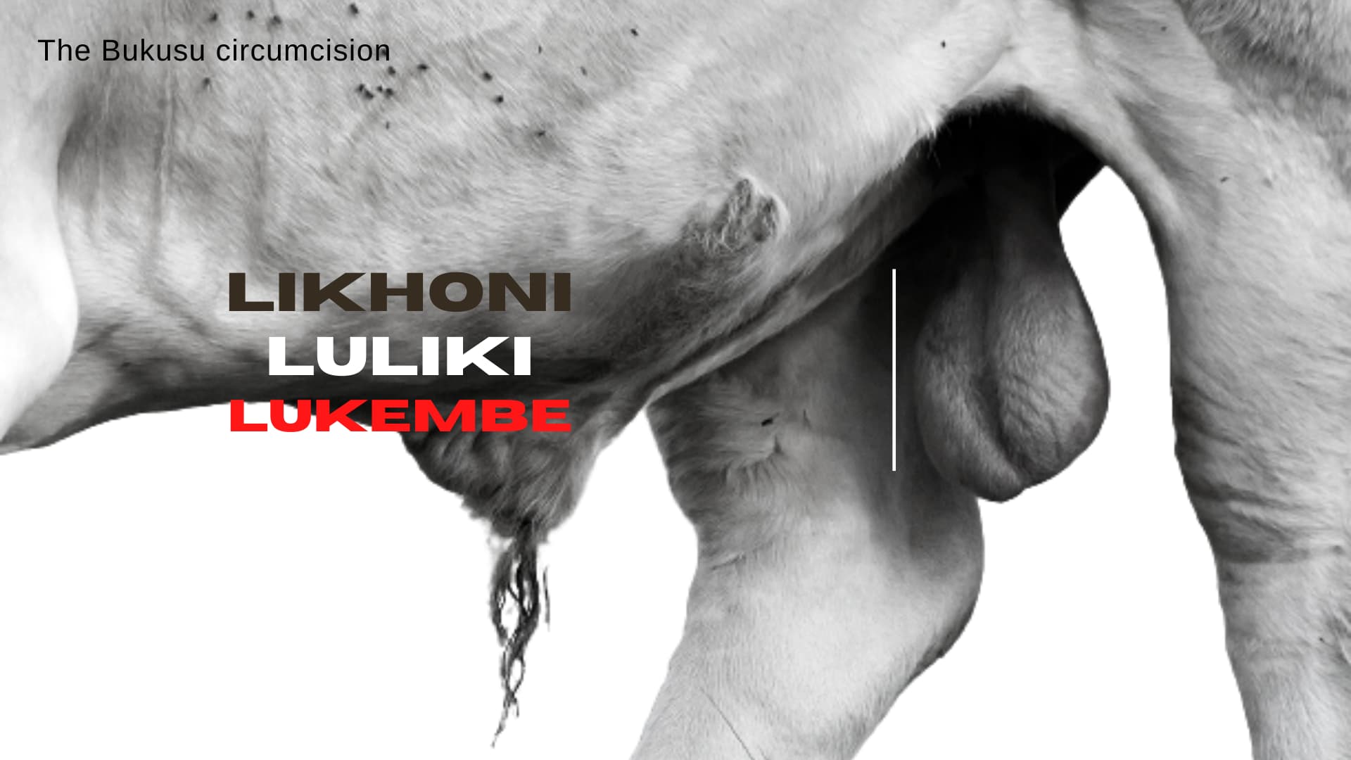 oster titled 'likhoni luliki lukembe' with image of a bull's testicles