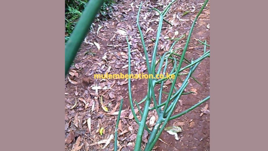 vinagosi or kinagosi