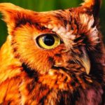 esikhikhi, the owl, in bukusu culture is much mythologized