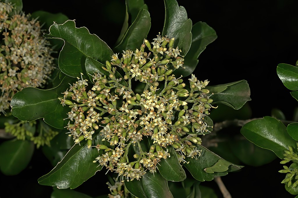 inyona or luvambo tree flower