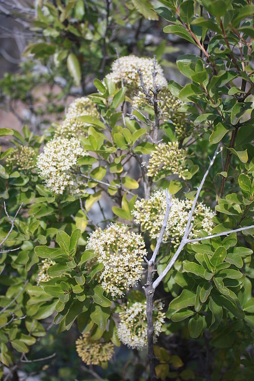 flower of luvambo tree