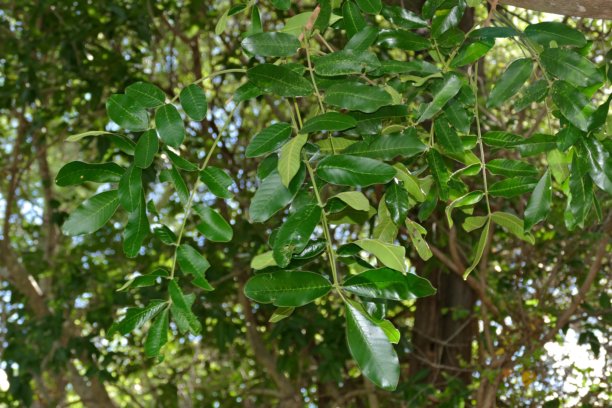 leaves of the munyama tree