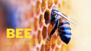 artistic representation of how kamusinga got its name that uses an image of a bee in a hive for effect