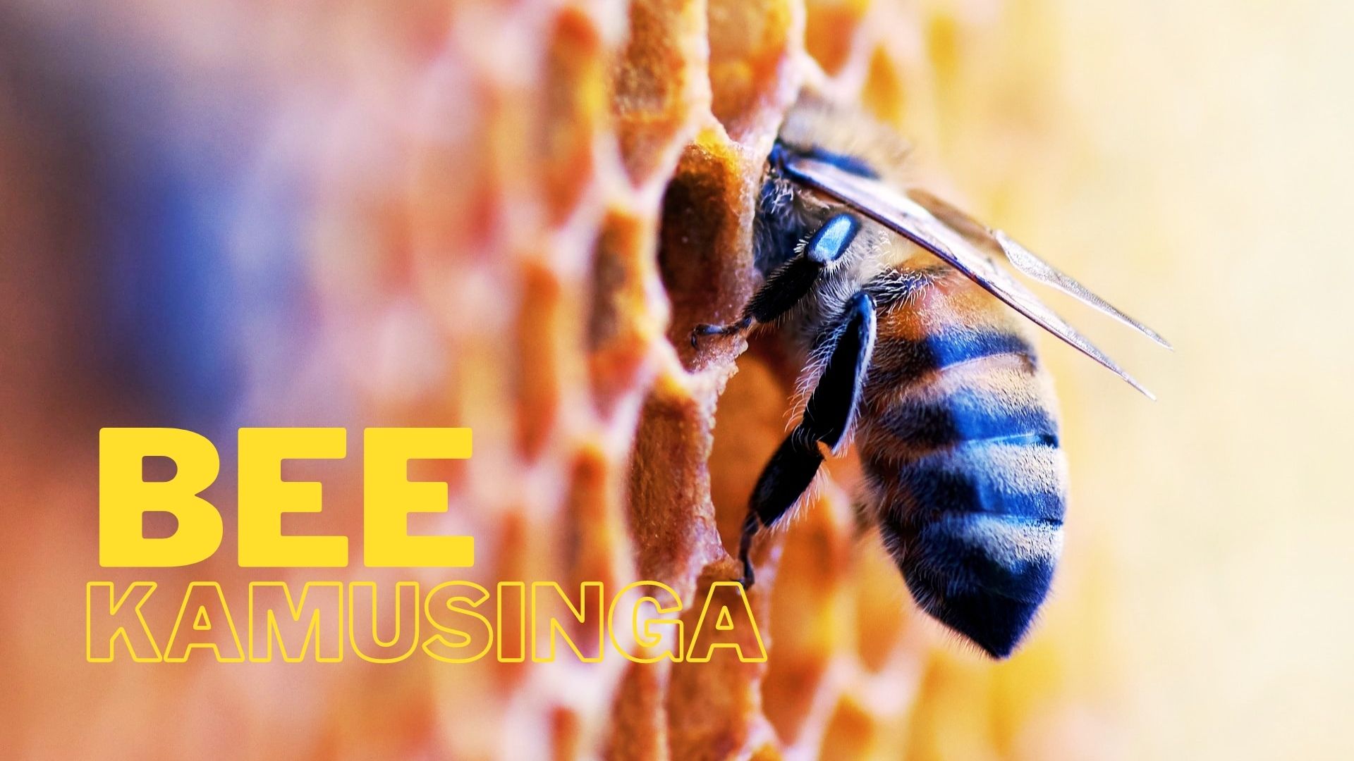 artistic representation of how kamusinga got its name that uses an image of a bee in a hive for effect