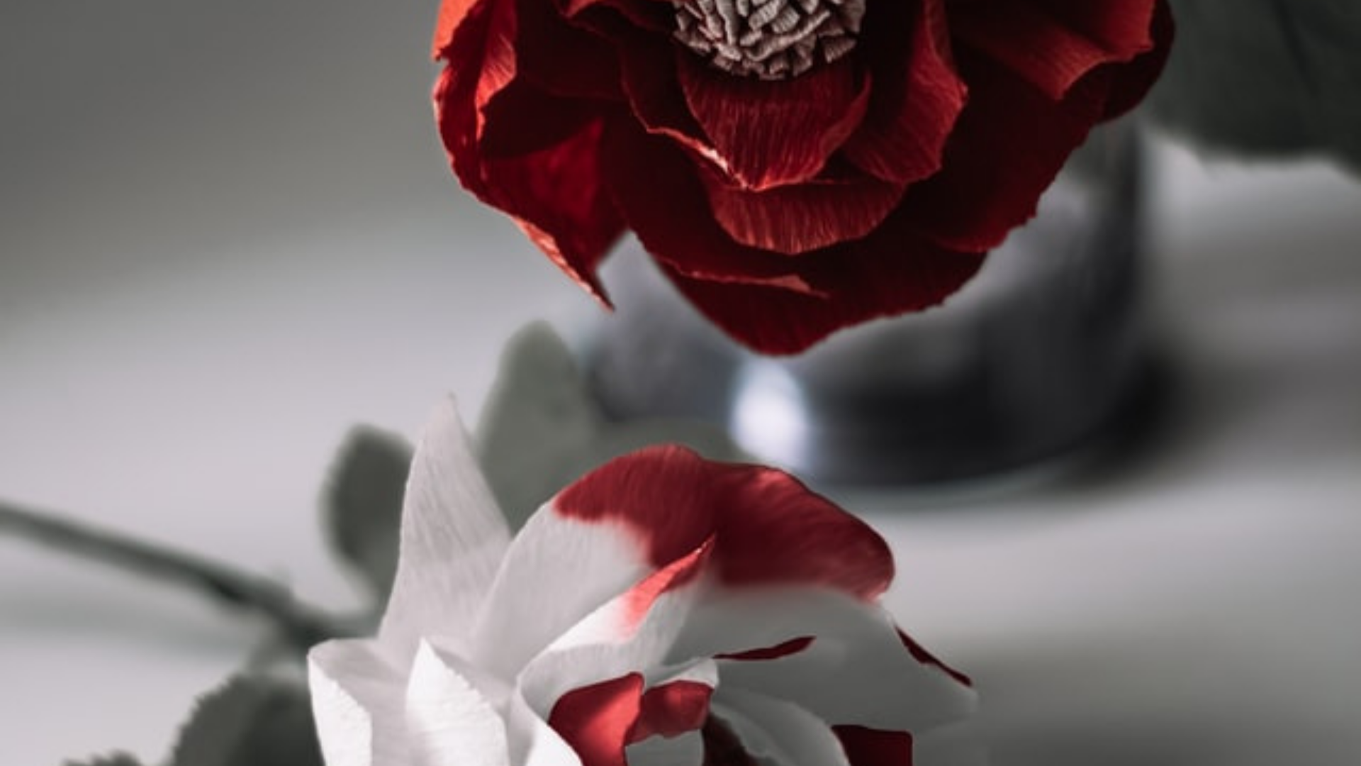 a red rose bleeds onto a white rose