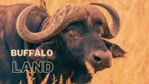 artistic visualization of buffalo land as chesamisi is known, with image of African buffalo
